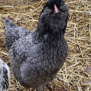 Meet your Posher, Vivian